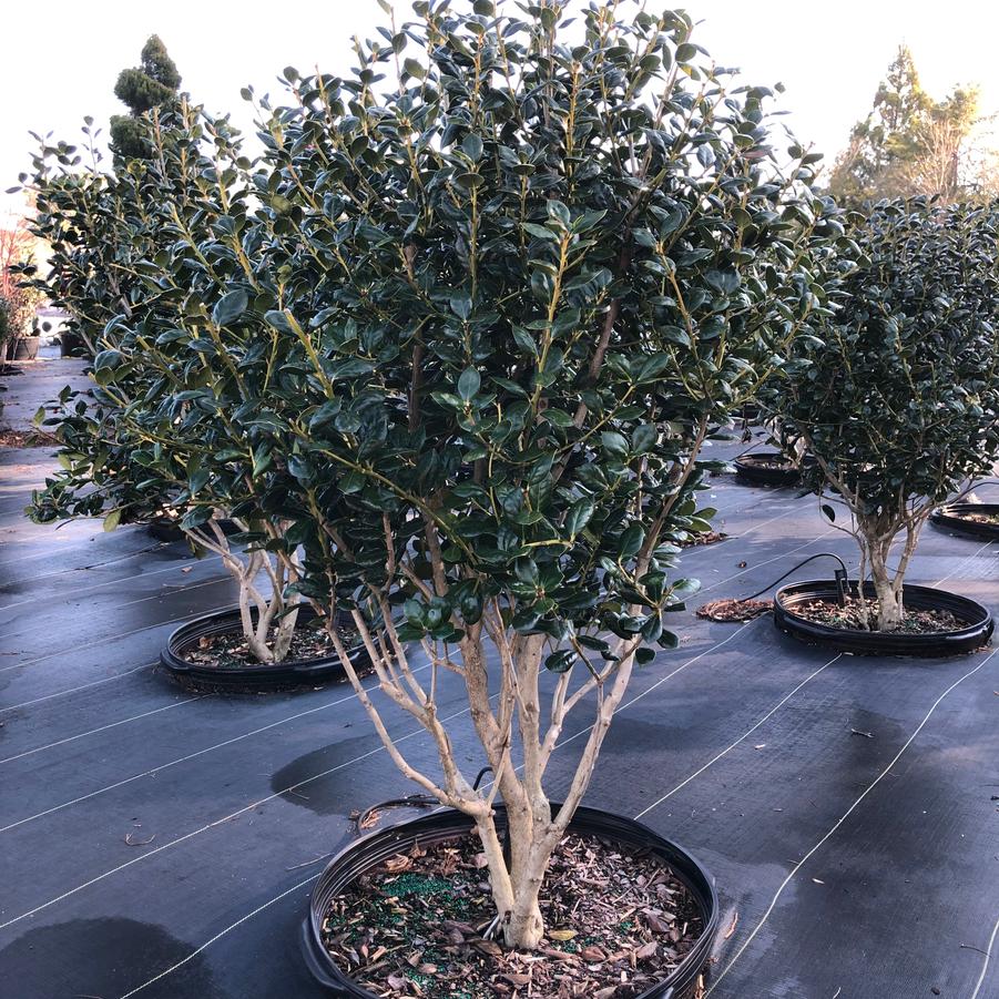 Ilex cornuta 'Burfordii TF' - Tree Form Burford Holly from Panther Creek Nursery