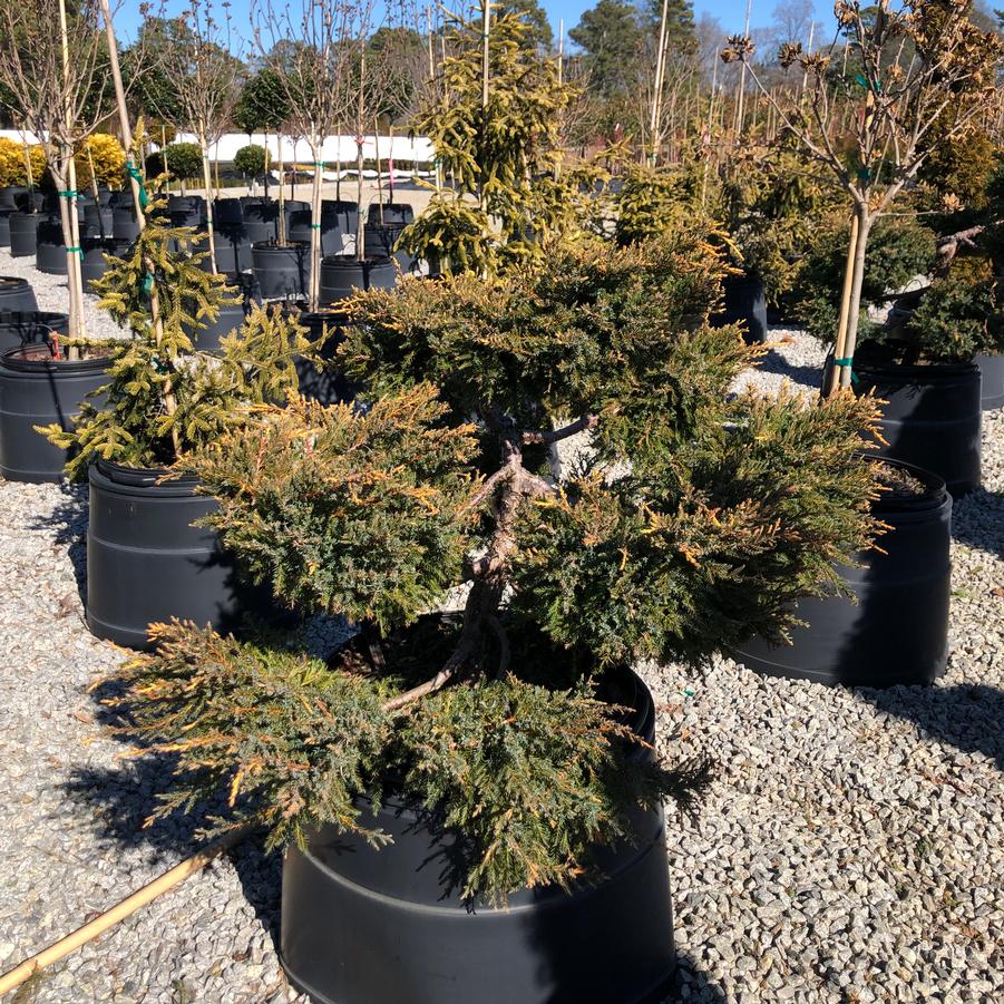 Juniperus chinensis 'Daub's Frosted' - Daub's Frosted Juniper Sculptured Pom Pom from Panther Creek Nursery