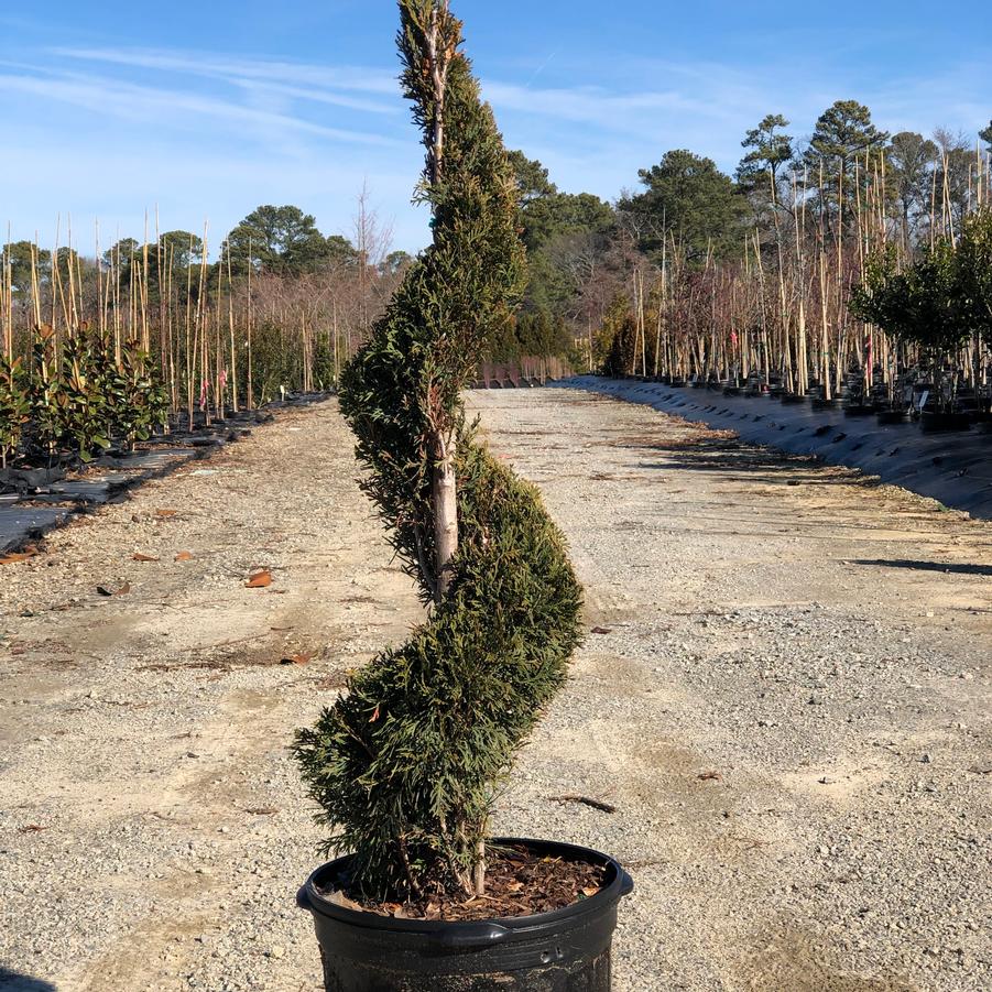 Thuja occidentalis 'Emerald' - Emerald Arborvitae Spiral (Topiary) from Panther Creek Nursery