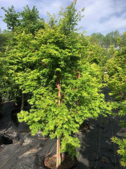 Acer palmatum 'Sango Kaku' - Coral Bark Japanese Maple from Panther Creek Nursery
25 gal - 04/16/2024