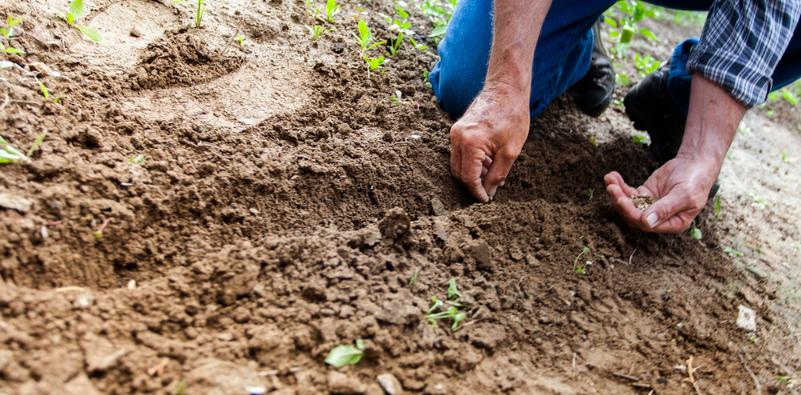 Man planting seeds Man planting seeds