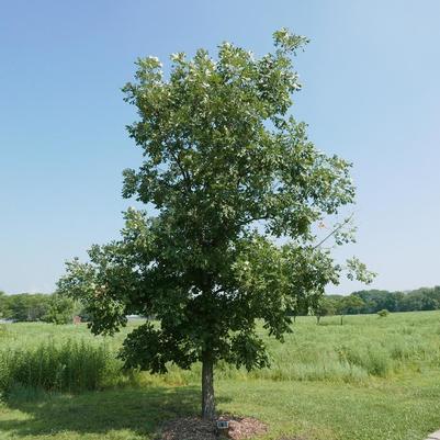 Quercus macrocarpa 
