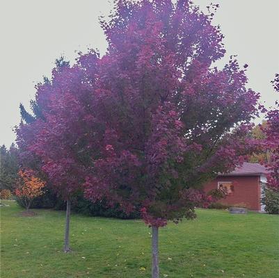 Acer rubrum Brandywine