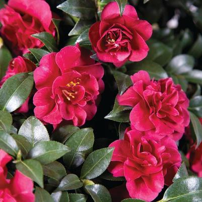 Camellia sasanqua October Magic Ruby