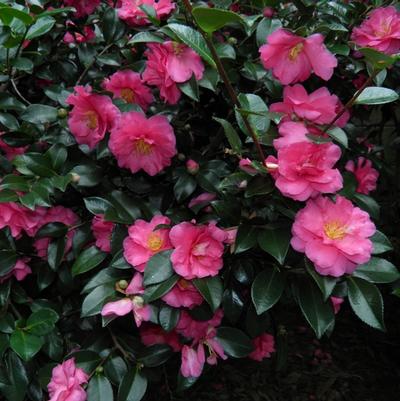 Camellia sasanqua Shishi-Gashira