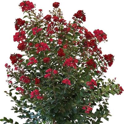 Lagerstroemia Colorama Scarlet