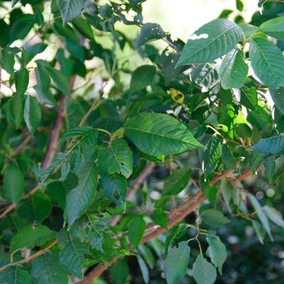 Prunus x subhirtella Autumnalis