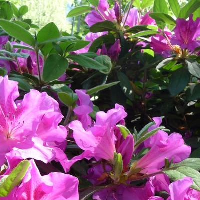Rhododendron Encore® Conlec
