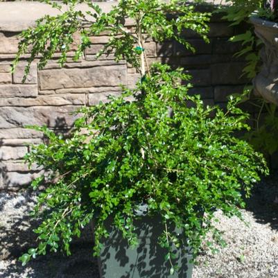 Buxus sempervirens Unraveled