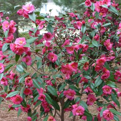 Camellia sasanqua Kanjiro