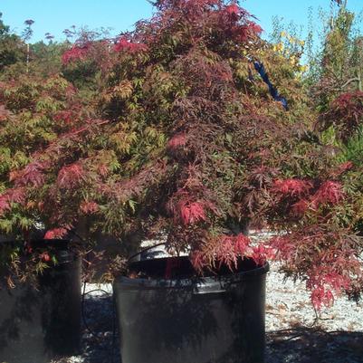 Japanese Maples