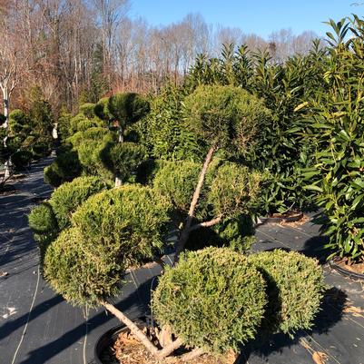 Topiaries