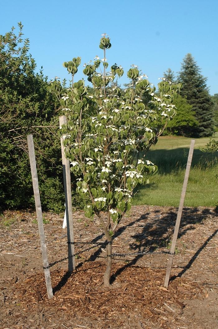 Cornus kousa Galilean™