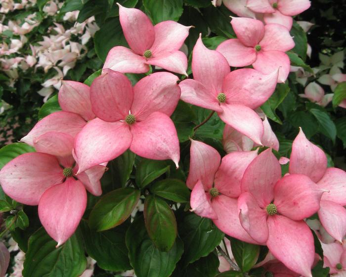 Cornus kousa Rosy Teacups&reg;