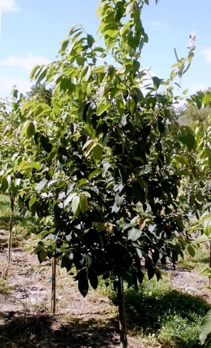 Diospyros virginiana 