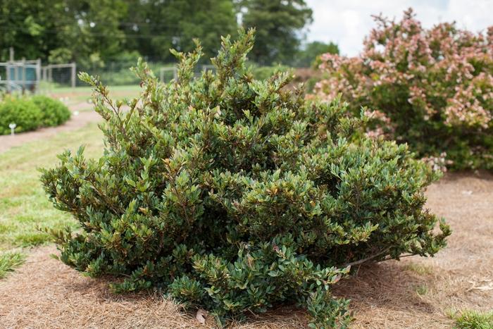 Distylium Coppertone&trade;