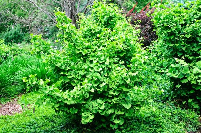 Ginkgo biloba Jade Butterflies