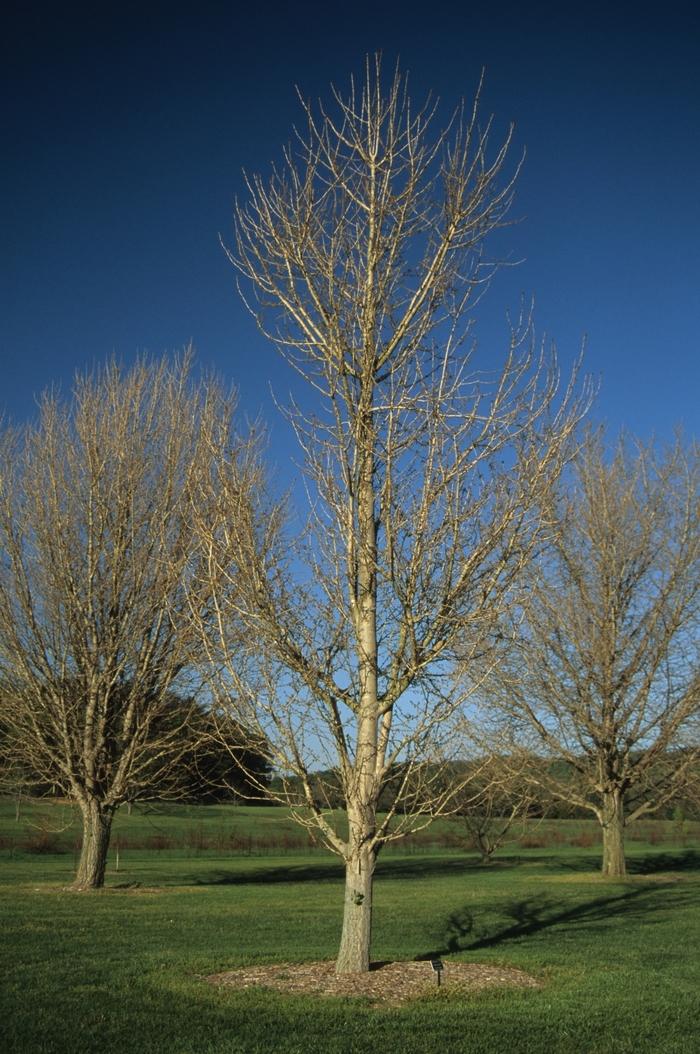 Ginkgo biloba Princeton Sentry®