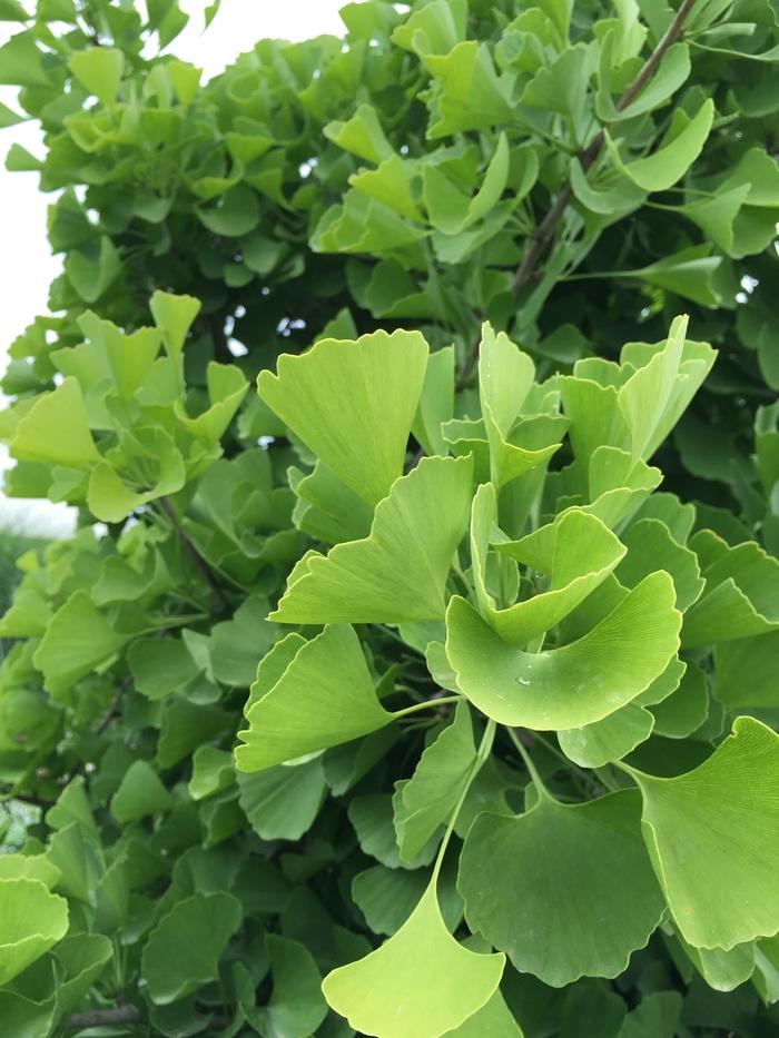 Ginkgo biloba Sky Tower™