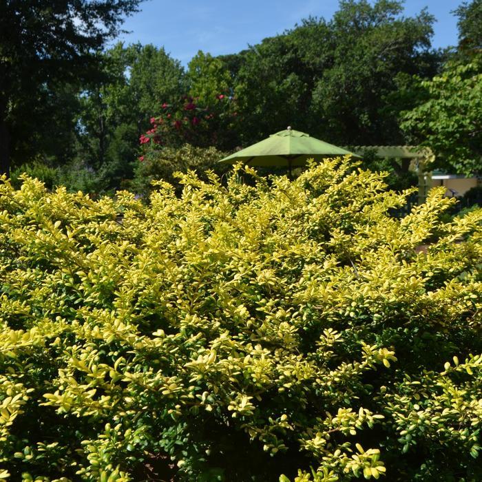 Ilex crenata Drops of Gold