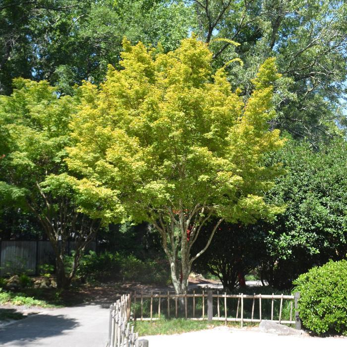 Acer palmatum Sango Kaku