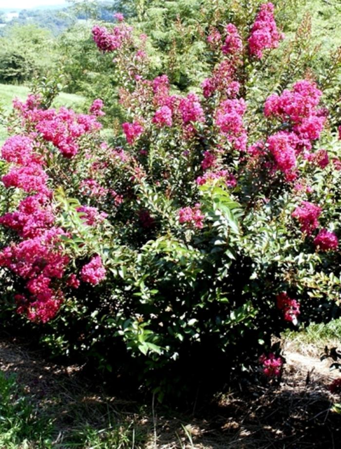 Lagerstroemia Dynamite