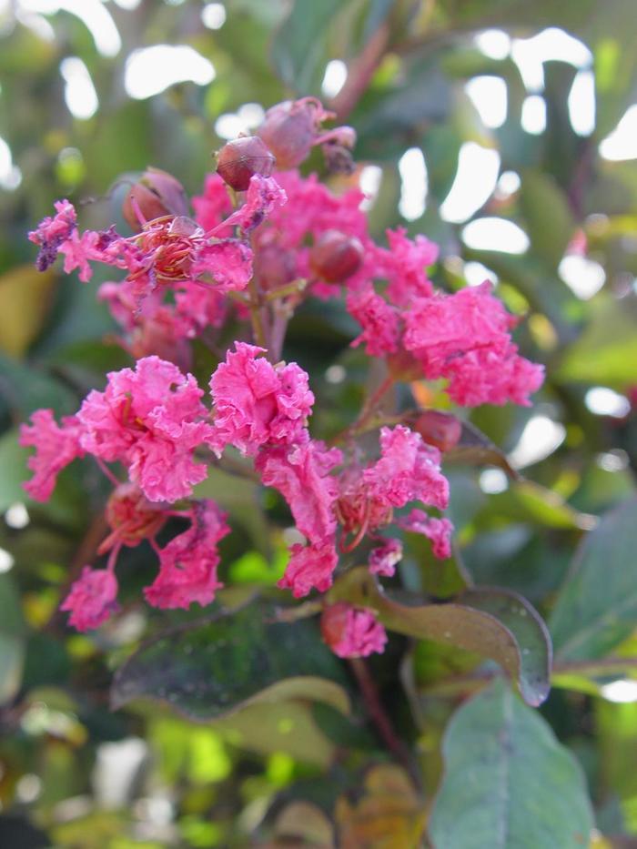 Lagerstroemia Pink Velour&reg;