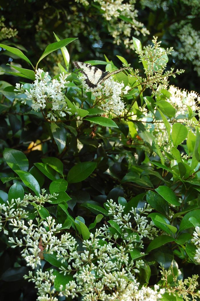 Ligustrum japonicum 