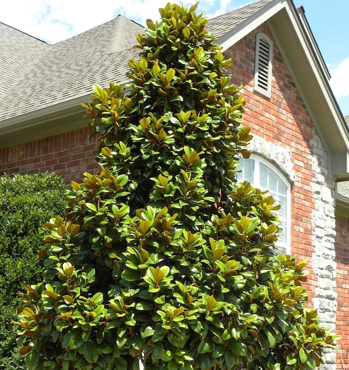 Magnolia grandiflora Teddy Bear®