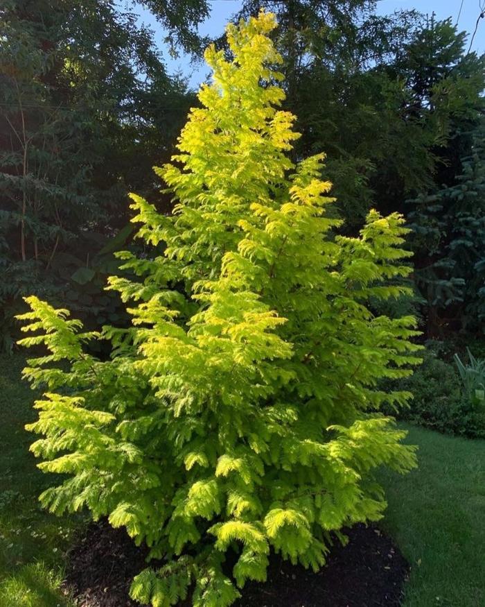 Metasequoia glyptostroboides Soul Fire