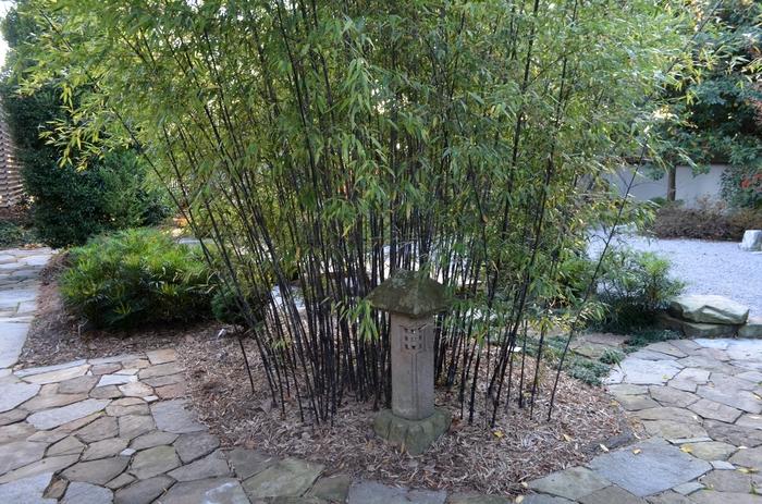 Phyllostachys nigra 