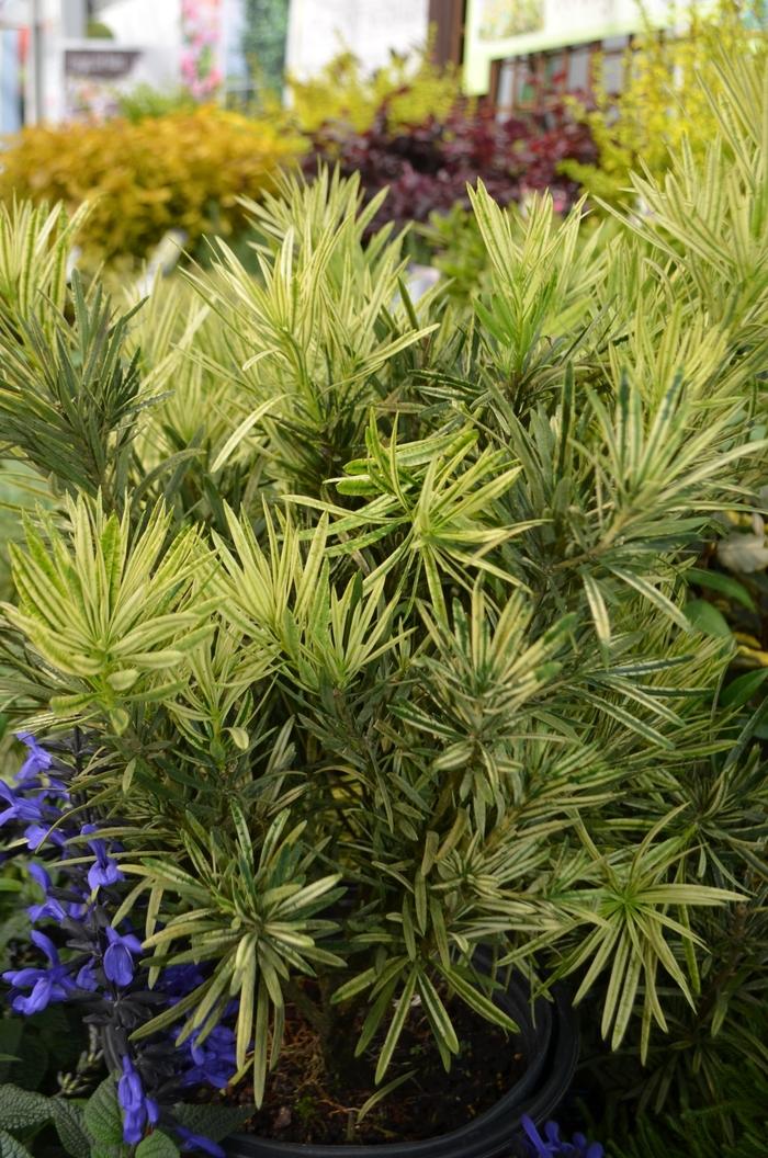 Podocarpus macrophyllus Roman Candle™