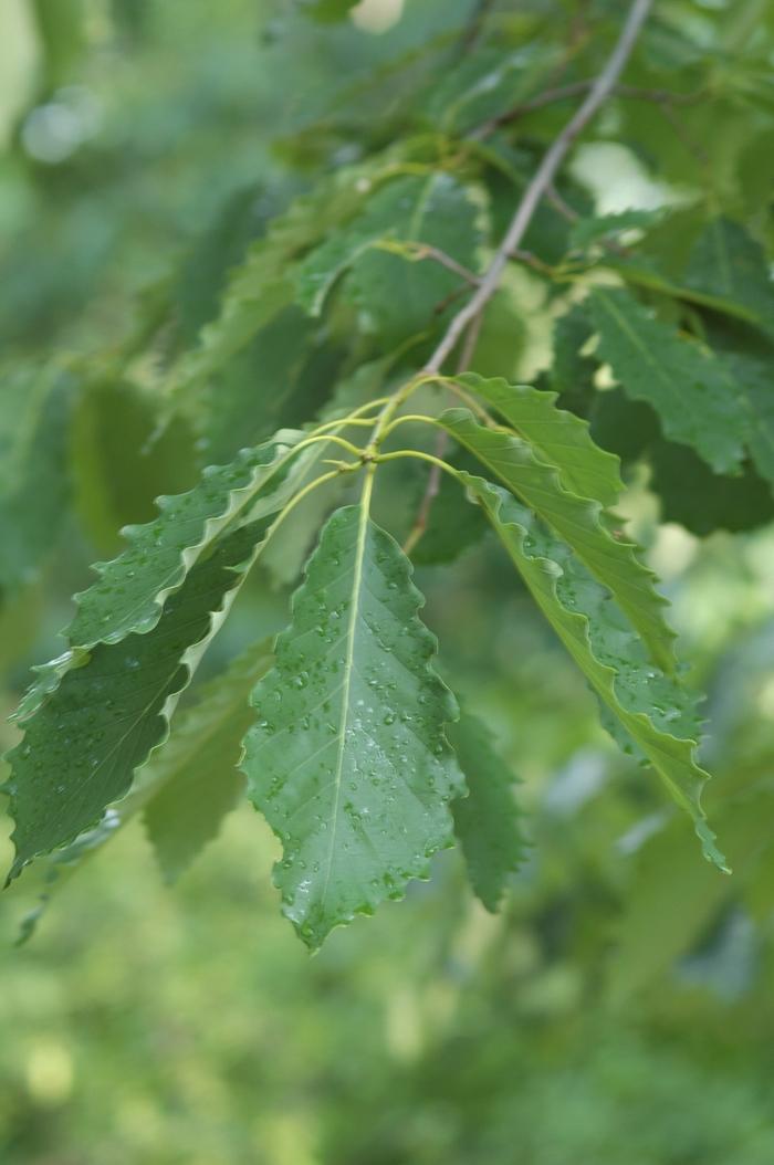 Quercus prinus 