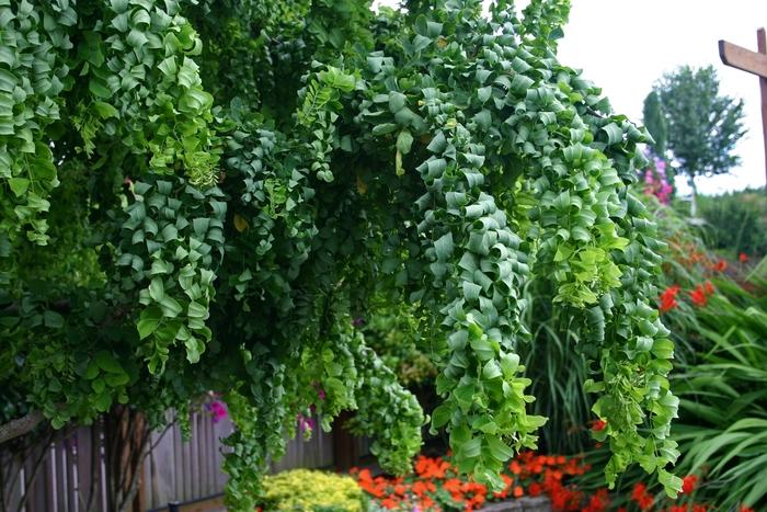 Robinia pseudoacacia Twisty Baby®