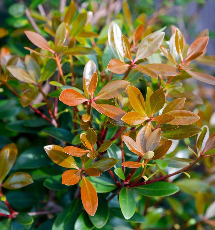Ternstroemia gymnanthera Bronze Beauty™