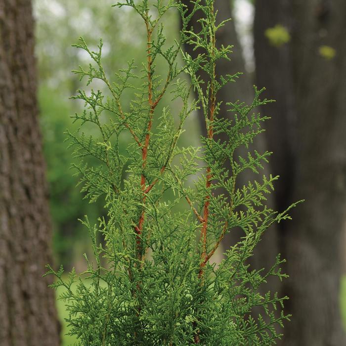 Thuja plicata Sugar and Spice&trade;