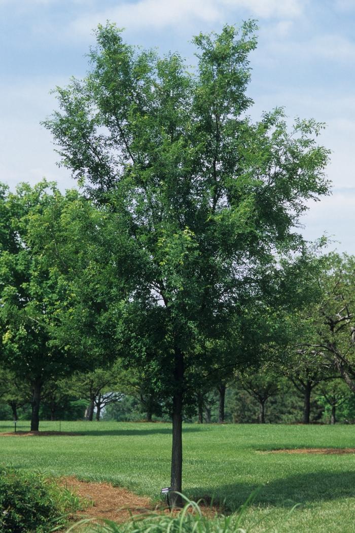 Ulmus americana Princeton