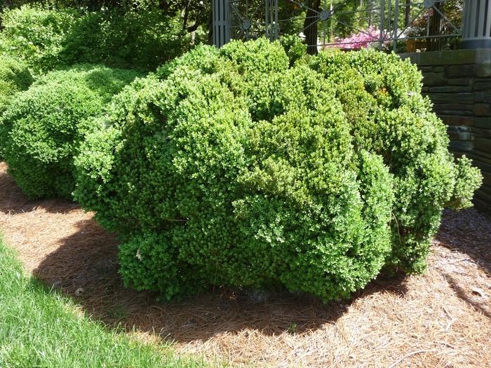 Buxus x Green Velvet