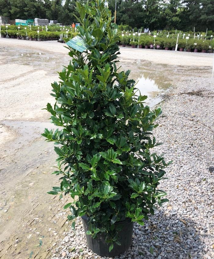 Ilex x Oak Leaf™