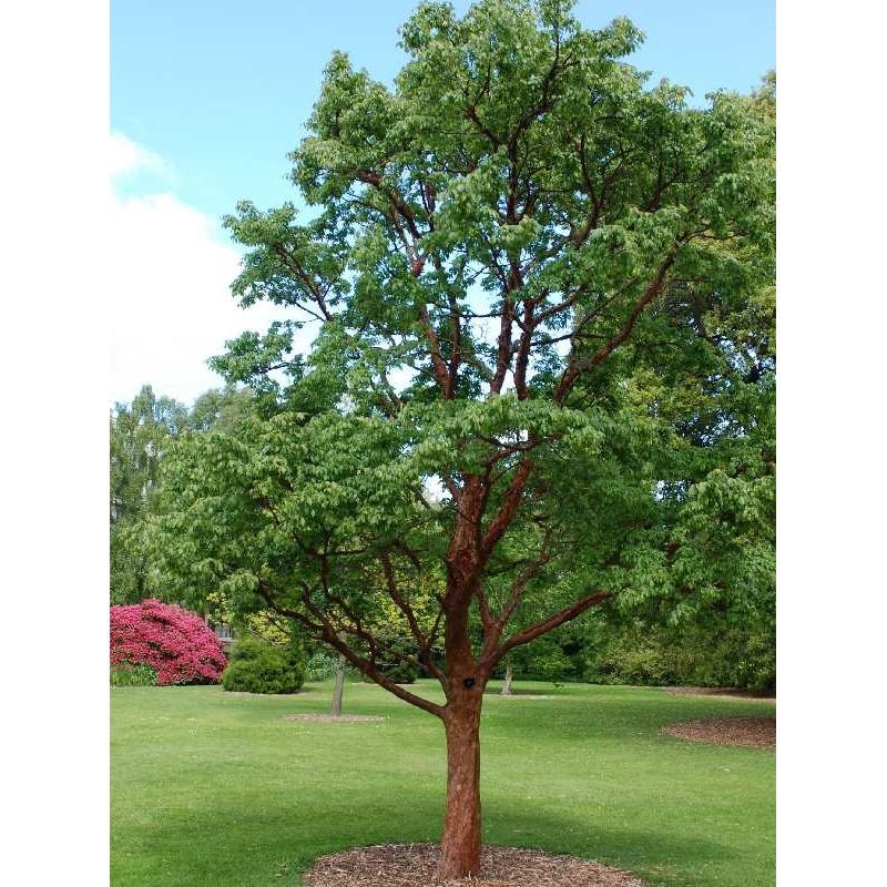 Acer griseum - Paperbark Maple 