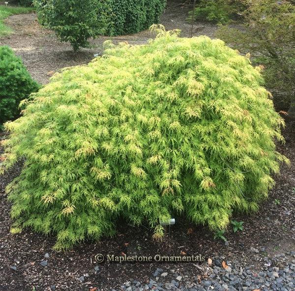 Acer palmatum var. dissectum 'Lemon Lime Lace' - Lemon Lime Lace Weeping Japanese Maple (Green) 
