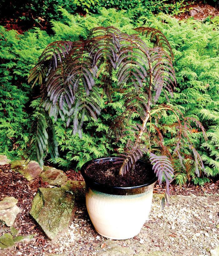Albizia julibrissin Chocolate Fountains™