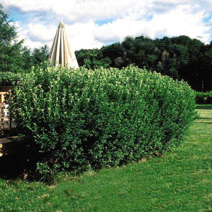 Amelanchier x Rainbow Pillar&reg;