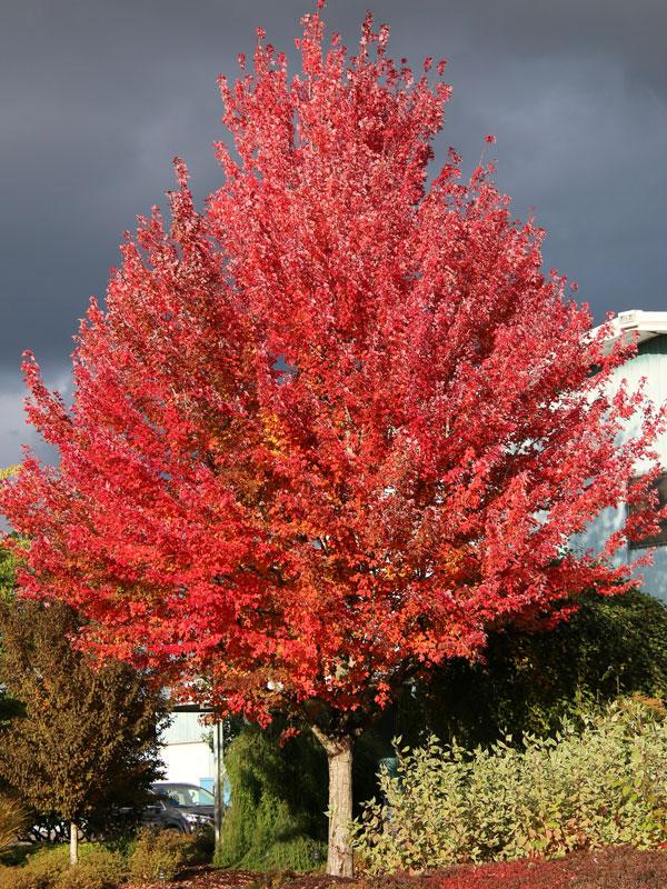 Acer rubrum 'Redpointe®' - Redpointe Maple® 