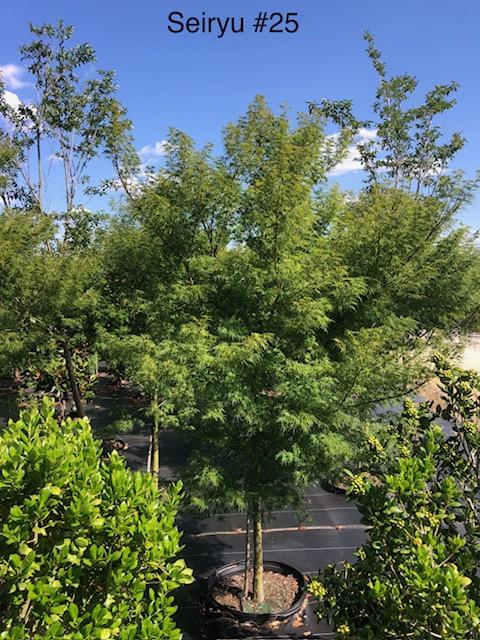 25g Acer palmatum var. dissectum 'Seiryu' from Panther Creek Nursery
May 2026