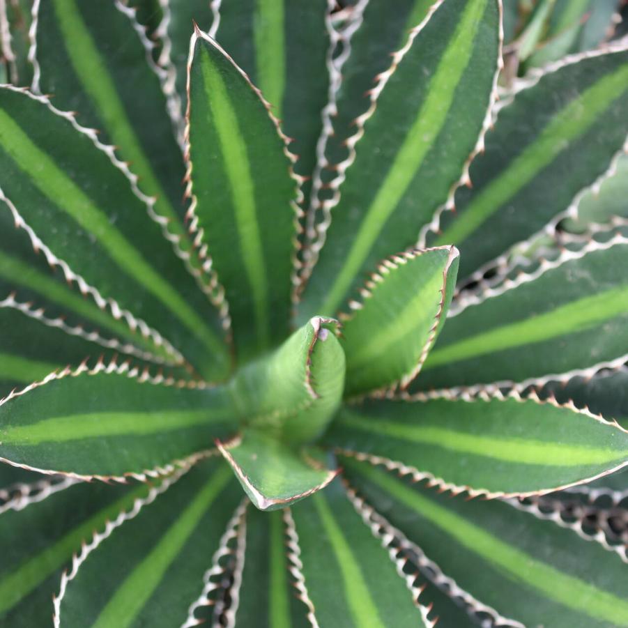 Agave lophantha 'Splendida' - Center Stripe Agave 