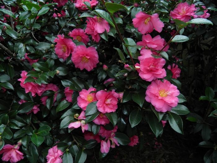 Camellia sasanqua Shishi-Gashira