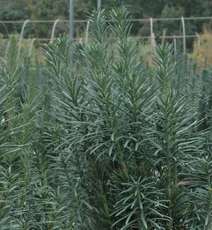 Cephalotaxus harringtonia var. drupacea 