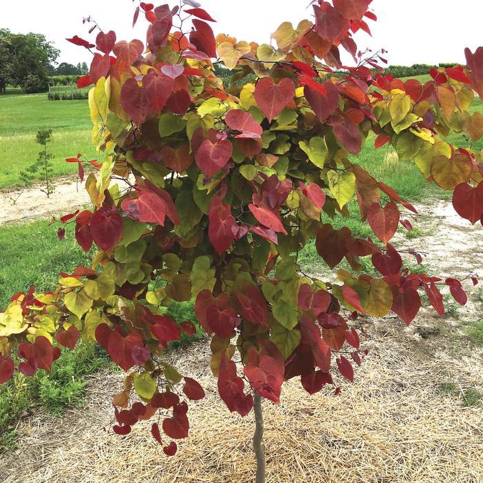 Cercis canadensis Flamethrower®