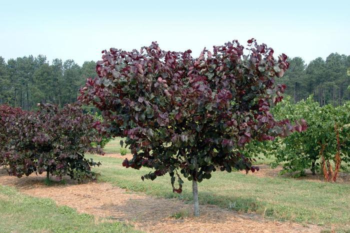 Cercis x Merlot